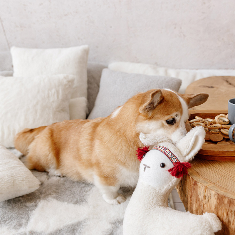 Сувенир Лама