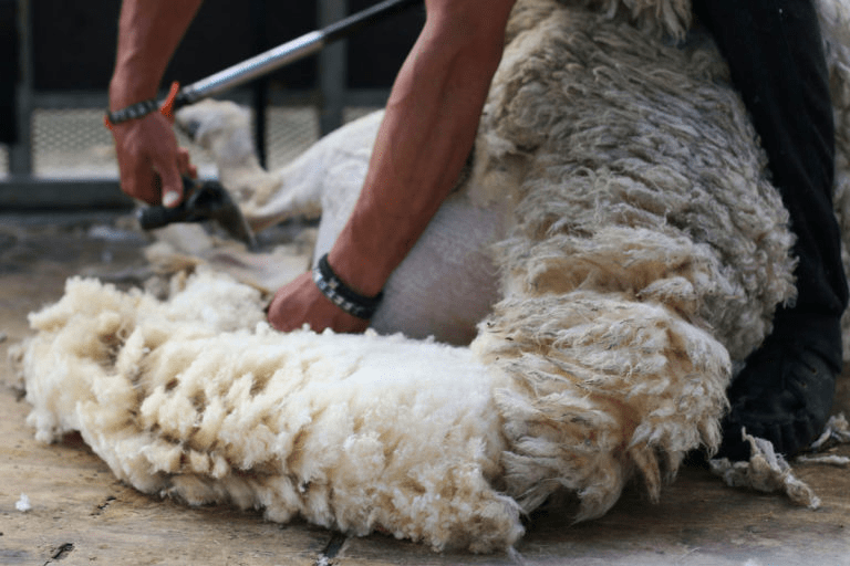 shearin.png shearin.png