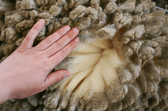 msheep.png msheep.png