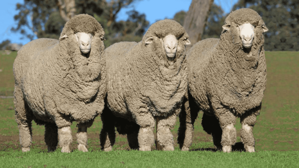 woolmerin.png woolmerin.png